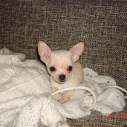 Chihuahua Loui