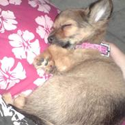 Chihuahua Gucci