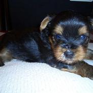 Yorkshire terrier Charlie