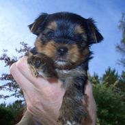 Yorkshire terrier Charlie