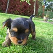 Yorkshire terrier Charlie