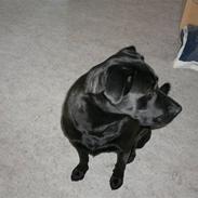 Blanding af racer Rollo