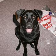 Blanding af racer Rollo