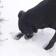 Blanding af racer Rollo