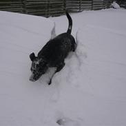 Blanding af racer Rollo