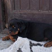 Rottweiler Rocky (R.I.P.)