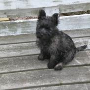 Cairn terrier Mille