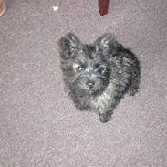 Cairn terrier Mille