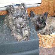 Cairn terrier Mille