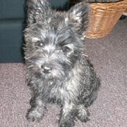 Cairn terrier Mille