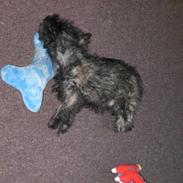 Cairn terrier Mille