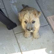 Cairn terrier Alfi