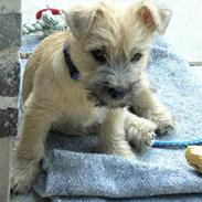 Cairn terrier Alfi