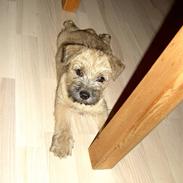 Cairn terrier Alfi