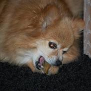 Pomeranian Mille R.I.P 7 Maj 2013