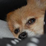 Pomeranian Mille R.I.P 7 Maj 2013