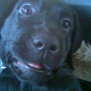 Labrador retriever Molly