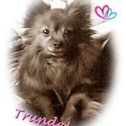 Blanding af racer (Prinsessen) Trunde.