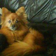 Blanding af racer (Prinsessen) Trunde.