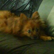 Blanding af racer (Prinsessen) Trunde.