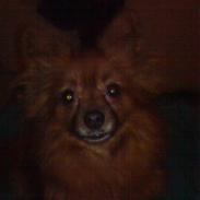 Blanding af racer (Prinsessen) Trunde.