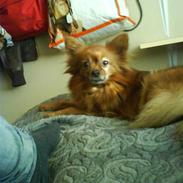 Blanding af racer (Prinsessen) Trunde.