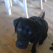 Labrador retriever Molly