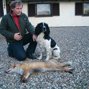 Field Trial spaniel Ricko