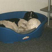 Field Trial spaniel Ricko