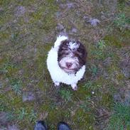 Lagotto romagnolo Mumi