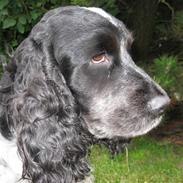 Cocker spaniel Sniffer(Ralph) Kennel barley