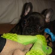 Fransk bulldog Fernando