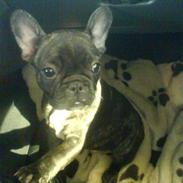 Fransk bulldog Fernando
