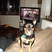 Blanding af racer Buller