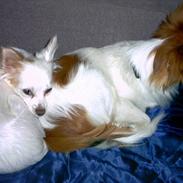 Blanding af racer perle