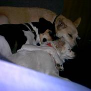 Blanding af racer perle