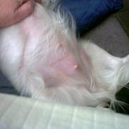 Blanding af racer perle