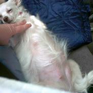 Blanding af racer perle