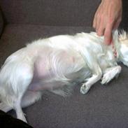 Blanding af racer perle