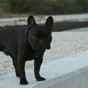 Fransk bulldog Adonis