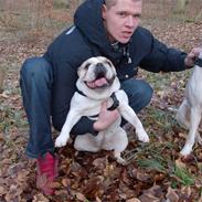 Engelsk bulldog frida