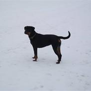 Rottweiler  joline
