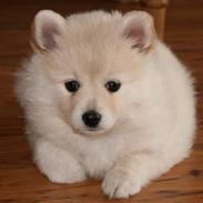 Blanding af racer Kellie