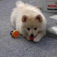 Blanding af racer Kellie