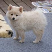 Blanding af racer Kellie