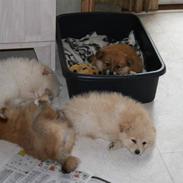 Blanding af racer Kellie