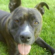 Amerikansk staffordshire terrier Shady (Gefion)