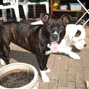 Amerikansk staffordshire terrier Shady (Gefion)