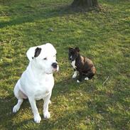 Amerikansk staffordshire terrier Shady (Gefion)