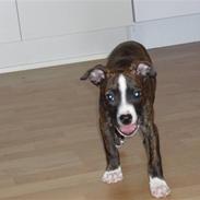 Amerikansk staffordshire terrier Belle